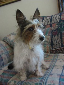 Jack Russell x Silky Terrier