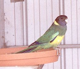 Port-Lincoln Parrot
