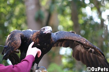 Wedg-tailed eagle