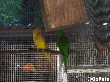 Scaly breasted Lorikeets