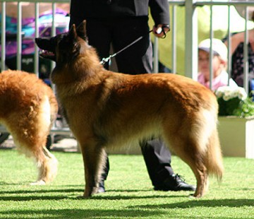 Belgian Shepherd Dog (Tervueren)