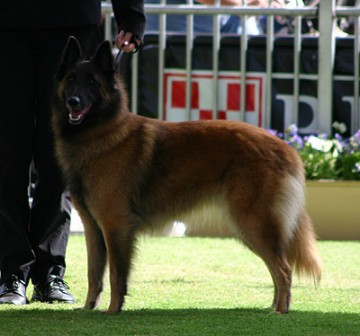 Belgian Shepherd Dog (Tervueren)