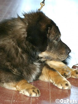 Tibetan Mastiff