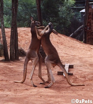 Boxing Kangaroo's