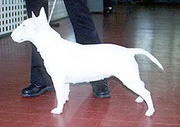 Bull Terrier (Miniature)