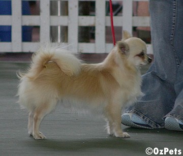 Chihuahua (long coat)