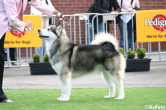 SIberian Husky