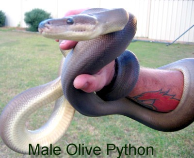 Olive Python