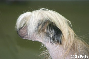 Chinese Crested Dog (hairless)