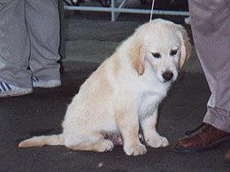 Golden Retriever Pup