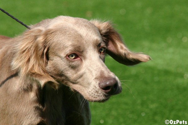 Weimaraner - Long Hair