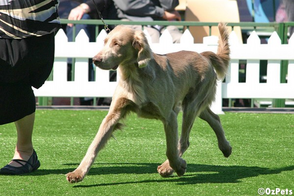 Weimaraner - Long Hair