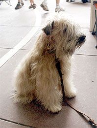 Soft Coated Wheaten Terrier (American Style Coat)
