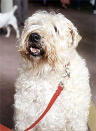 Soft Coated Wheaten Terrier (Irish Coat)
