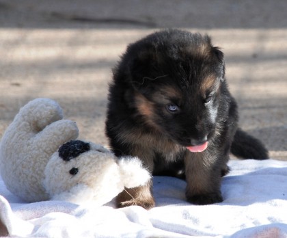 German Shepherd Dog