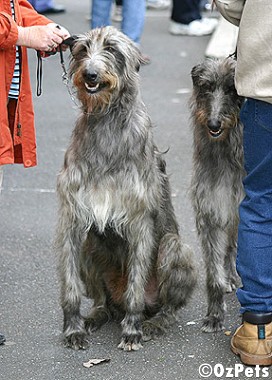 Deerhound