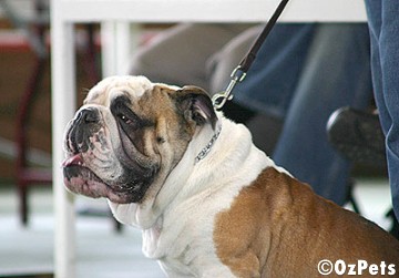 British Bulldog